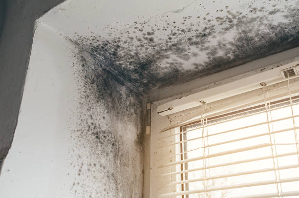 Affordable Mold Cleanup solutions in Belmont, PA